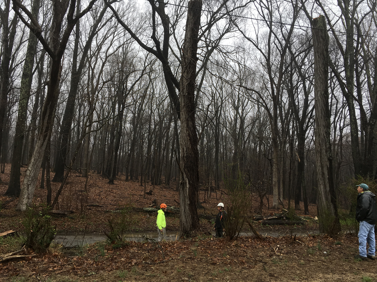 Pruning & Spider Lift Safety