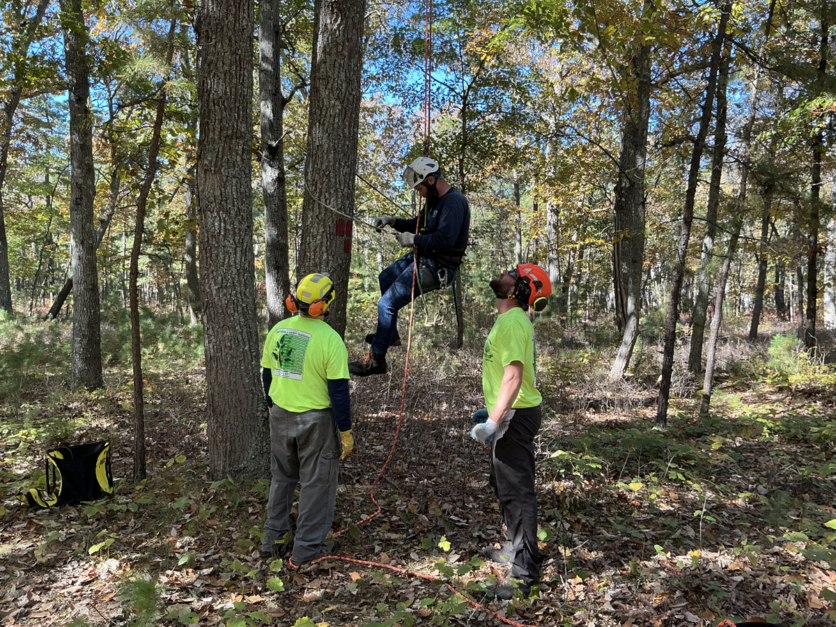 Tree Service Basic & Advanced Tree Climbing