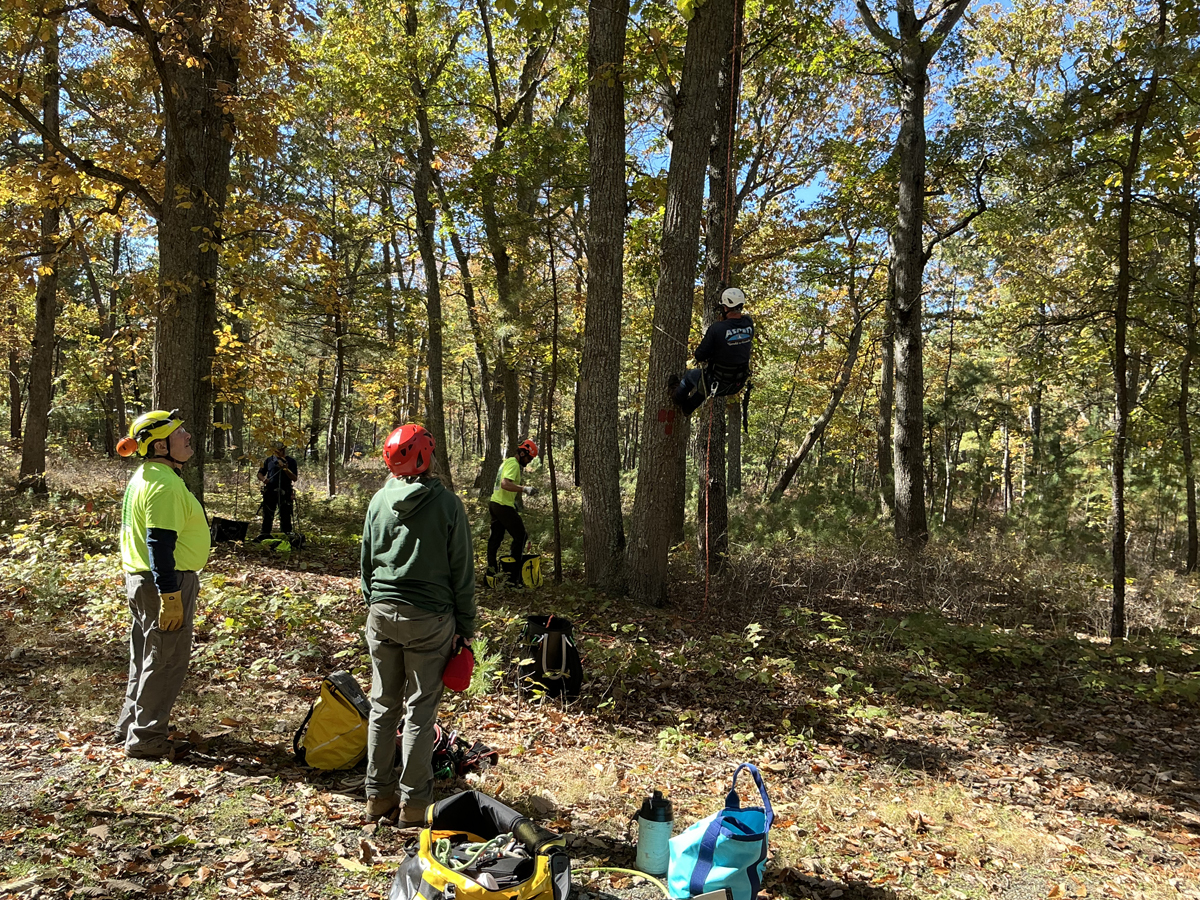 Tree Service Basic & Advanced Tree Climbing